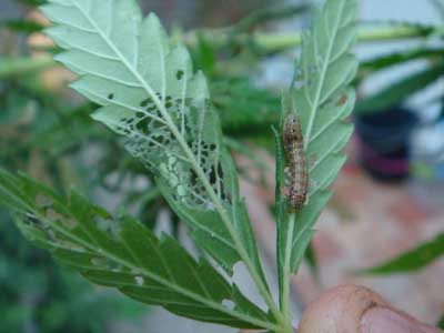 Origuas en plantas de marihuana insecticida 