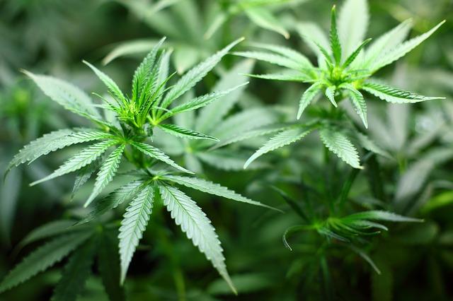 Estrés en las plantas de marihuana