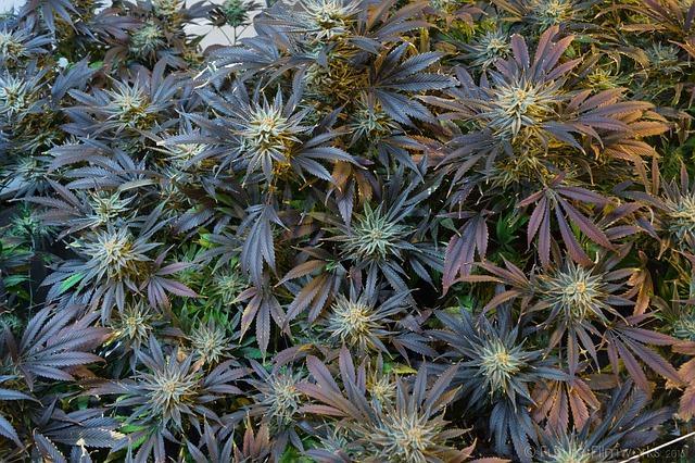 Nivel de PH adecuado para las plantas de Marihuanna