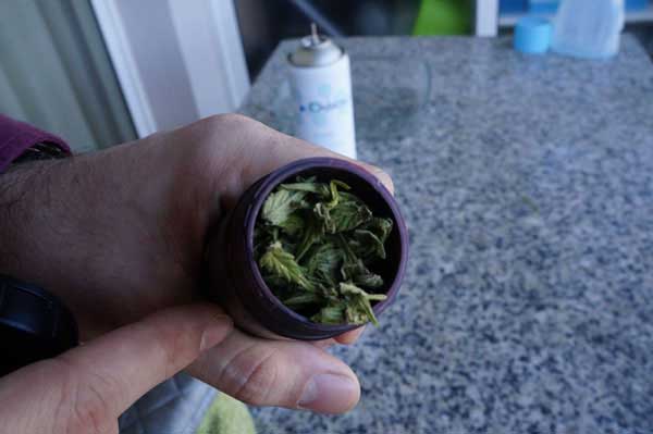 hojas y restos de marihuana