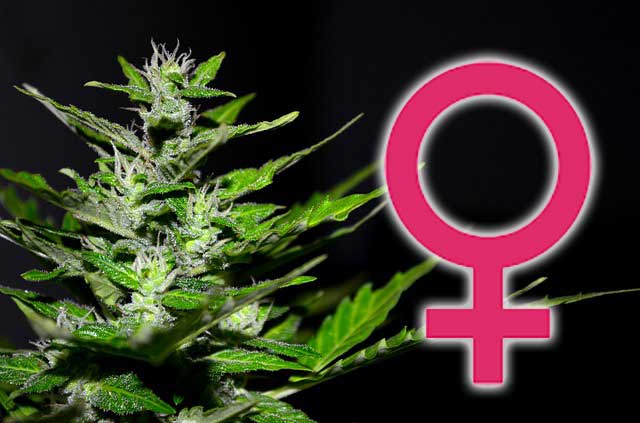 semillas feminizadas marihuana hembra