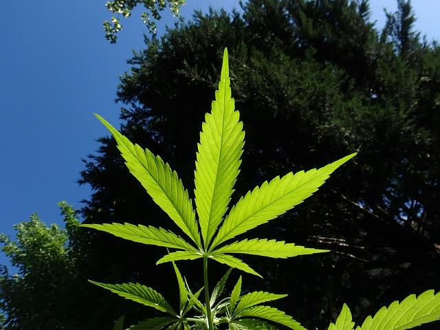 Se eliminarán las condenas previas de marihuana en California