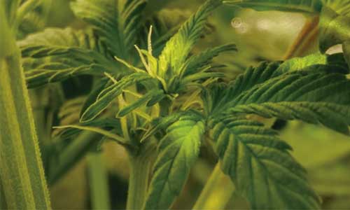 Planta de marihuana hembra