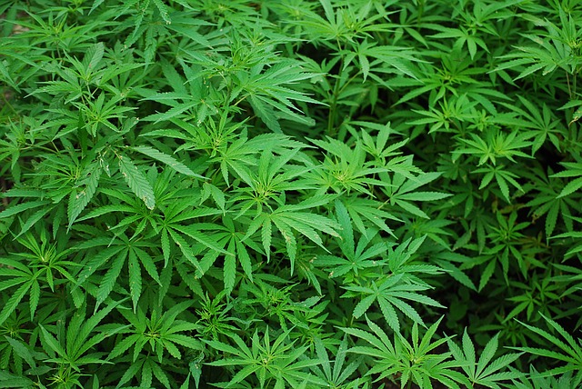 Suiza legalización marihuana medicinal