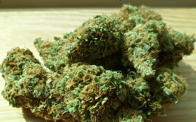 Cogollos de marihuana secos y curados. 