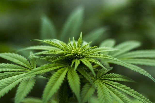 Sor Cannabis marihuana medicinal