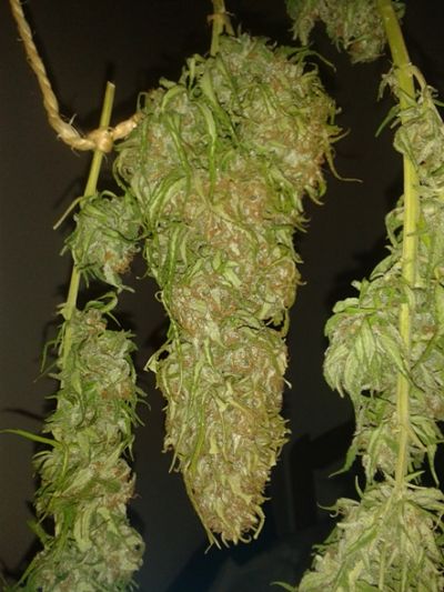 Consejos para el Cultivo Exterior de Cannabis. secar marihuana