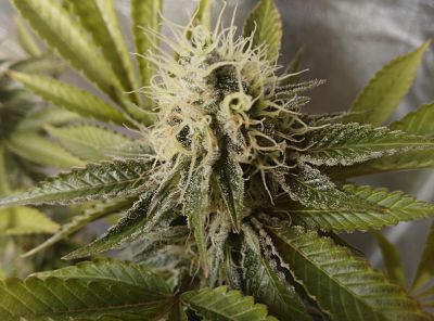 planta de marihuana en floración