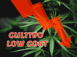 cultivo low cost