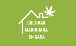 cultivar marihuana en casa