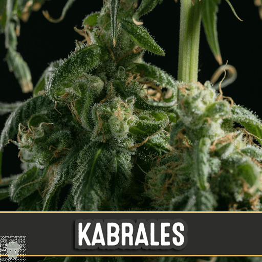 KABRALES BLIMBURN SEEDS 3UN - Naturaleza Grow