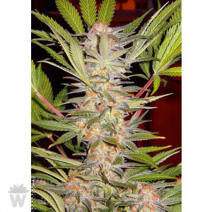 S.A.D. SWEET AFGANI DELICIOUS S1 SWEET SEEDS 100UN