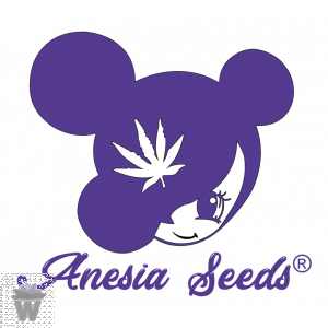 PURPLE BOOST HIGHNESS - ANESIA SEEDS