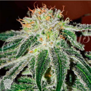 BLACK RUSSIAN (INDICA LINE) DELICIOUS SEEDS
