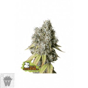 BRUCE BANNER AUTO - SEED STOCKERS