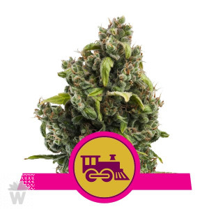 CANDY KUSH EXPRESS FAST VERSION ROYAL QUEEN 3UN