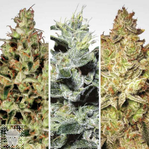 CHAMPIONS PACK PARADISE SEEDS