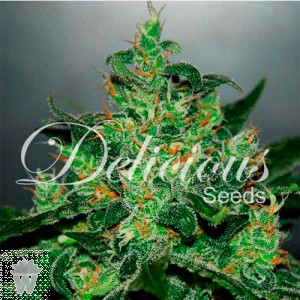 CRITICAL JACK HERER AUTO DELICIOUS SEEDS