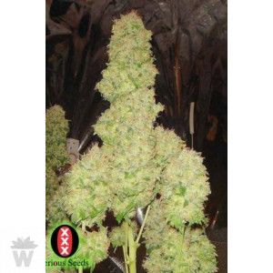 WHITE RUSSIAN SERIOUS SEEDS REGULARES 11UN