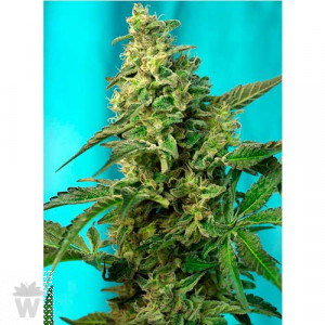 GREEN POISON F1 FAST VERSION SWEET SEEDS