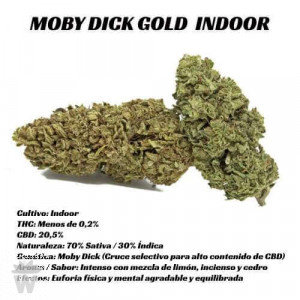 FLORES CBD MOBY DICK GOLD INDOOR