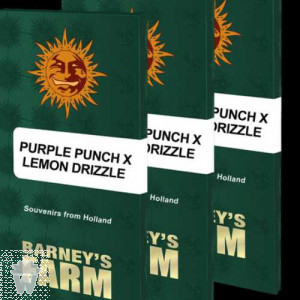 PURPLE PUNCH X LEMON DRIZZLE BARNEY'S FARM 