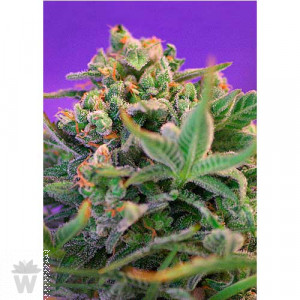 SWEET CHEESE F1 FAST VERSION SWEET SEEDS