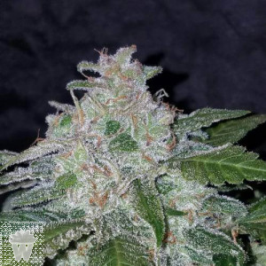 TANGIE MATIC FAST BUDS