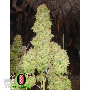 AUTO WHITE RUSSIAN#1 SERIOUS SEEDS 6UN