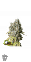 BRUCE BANNER AUTO SEED STOCKERS-01