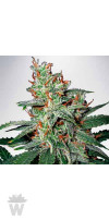 CARNIVAL MINISTRY SEEDS 2UN