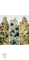 CHAMPIONS PACK PARADISE SEEDS