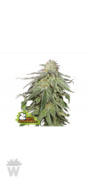 COOKIES AND CREAM FEM SEED STOCKERS-01