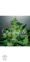 CRITICAL JACK HERER AUTO DELICIOUS SEEDS