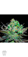 ELEVEN ROSES (INDICA LINE) DELICIOUS SEEDS