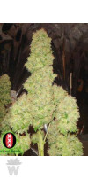 WHITE RUSSIAN SERIOUS SEEDS 6UN