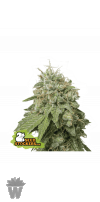 GREEN CRACK AUTO SEED STOCKERS-01