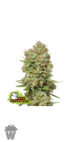 GREEN CRACK SEED STOCKERS-01