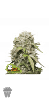 JACK HERER AUTO SEED STOCKERS-01