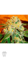 MARMALATE (INDICA LINE) DELICIOUS SEEDS