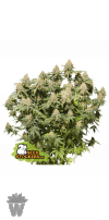 MOBY DICK FEM SEED STOCKERS-01