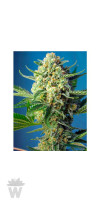 S.A.D. SWEET AFGANI DELICIOUS AUTO SWEET SEEDS