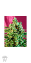 S.A.D. SWEET AFGANI DELICIOUS CBD SWEET SEEDS