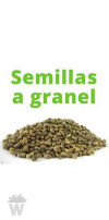 Semilla autofloreciene a granel Black Domina