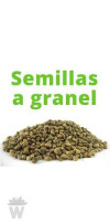 Semilla a granel feminizada Critical +