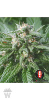 BIDDY EARLY SERIOUS SEEDS 6UN