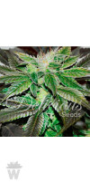 SUGAR CANDY (INDICA LINE) DELICIOUS SEEDS 