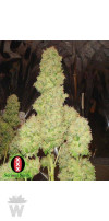 AUTO WHITE RUSSIAN#1 SERIOUS SEEDS 6UN