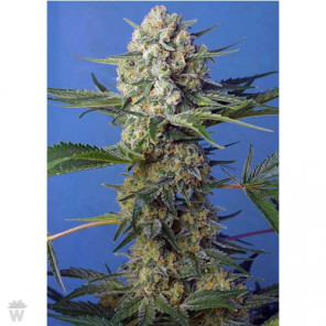 CRYSTAL CANDY FAST VERSION SWEET SEEDS