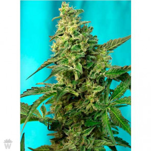 GREEN POISON F1 FAST VERSION SWEET SEEDS